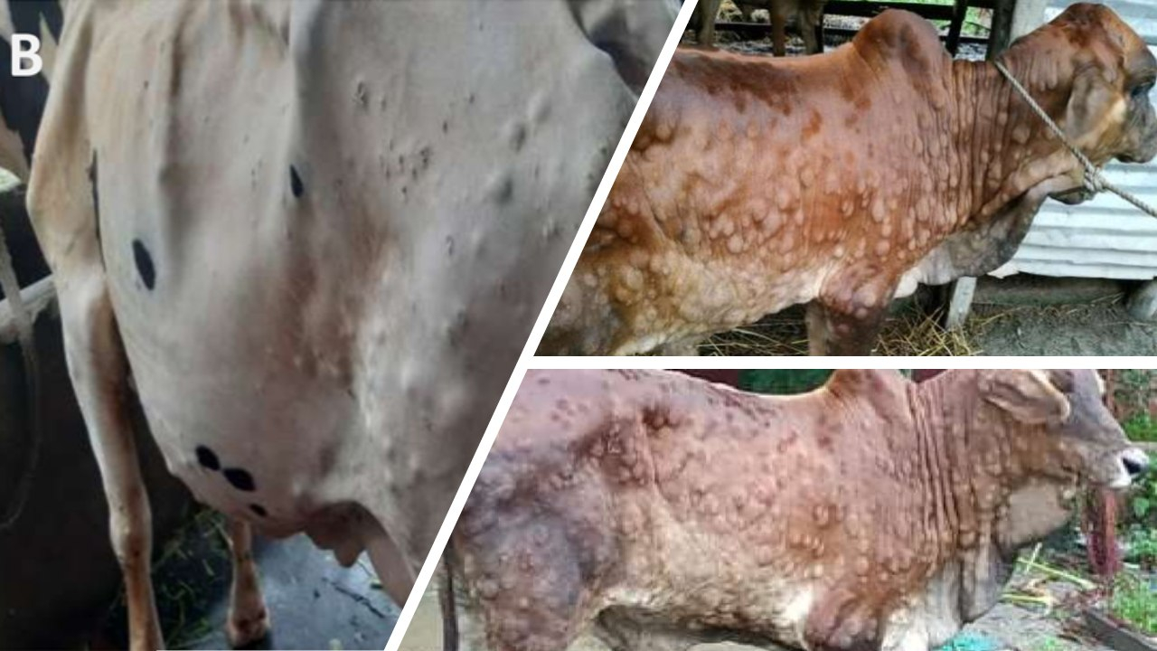 Learn Animal Diseases with Rahul